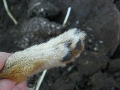 Greyfox toes side view.JPG