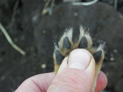 Greyfox toes spread.JPG