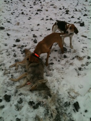 just burned my little red female on deer....i was really happy to find this fresh track and let her run like a crazy woman on it