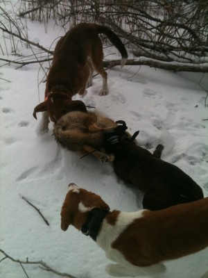 caught this one on the ice then cornered it in some brush let the dogs fight it for a bit