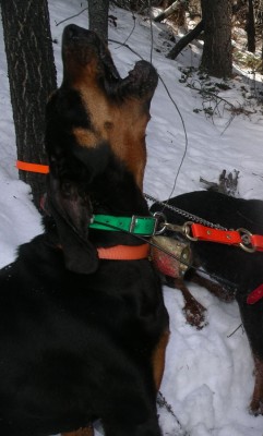 Mag Cougar Project.jpg