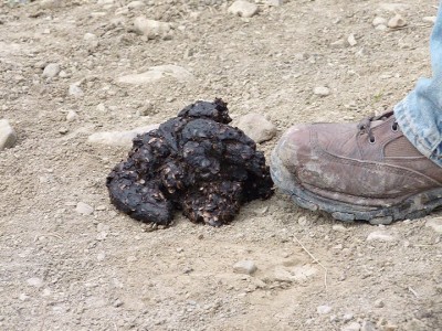 This bear crapped in the same place in the road three nights in a row. There was a spring right beside the road. Had to make room for water.