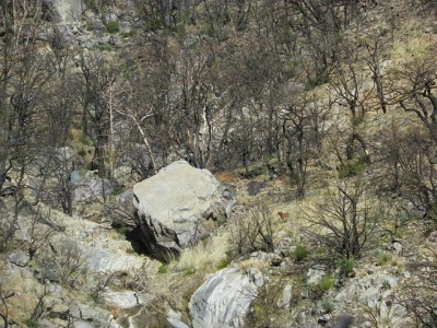 Rose and Red trailing lion.JPG