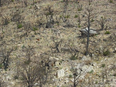 Jake and Ace trailing lion.JPG