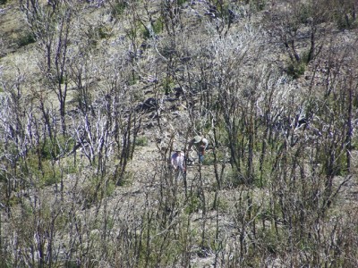 Only a 100 yards to go!.JPG