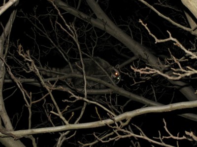 coontree2 (Copy).JPG