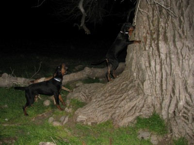 bigcotton4 (Copy).JPG