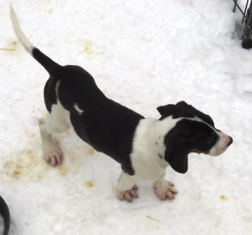 Pic of the pup for sale