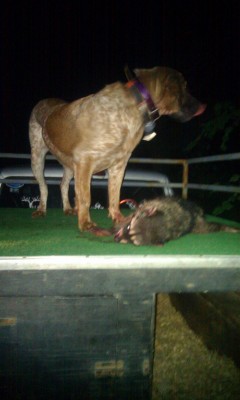 My grade redtick sally
