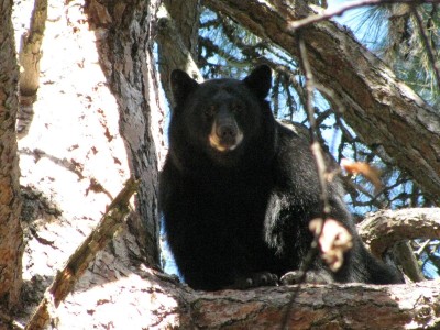 Bear 3 (Copy).JPG