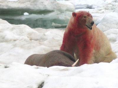 POLAR BEAR and WALRUS.jpg