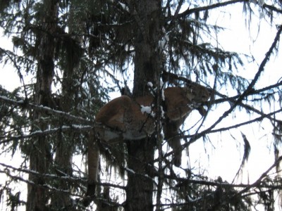 Feb.29 2012 Liebe Download 148 (Copy).JPG