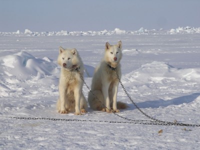 Sled Dogs Arctic Bay 2012.jpg
