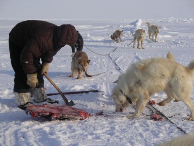 Jonah  feeding dogs.jpg