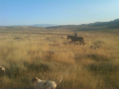 montana yote hunting