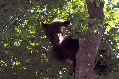 8-26-09 bear 01.JPG