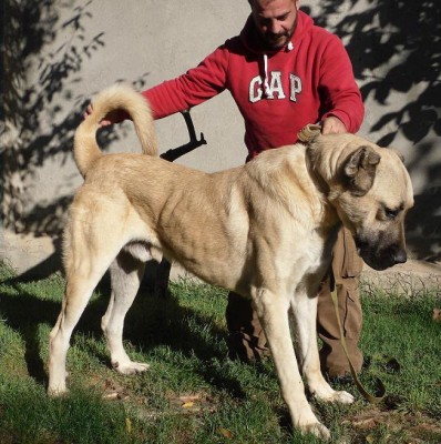 Getting a pup from this male soon