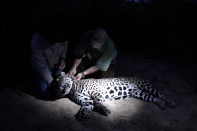 tightning the nuts on a radio collar that is 24" in circumference on an immobilized jaguar
