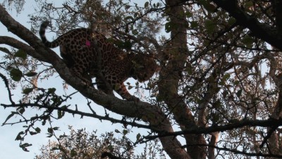 big male jaguar hit with an immobilization dart