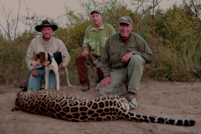 male jagaur that killed two hounds on an original capture