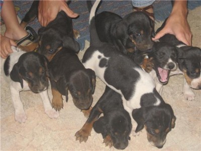 Daves pups 1.jpg