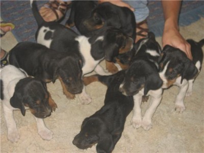 Daves pups 2.jpg