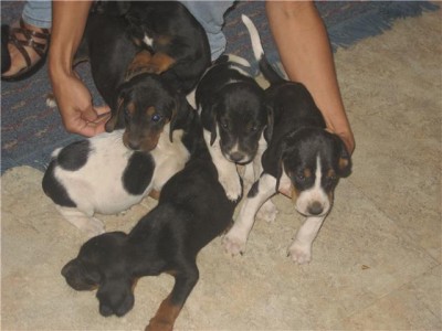 Daves Pups 3.jpg