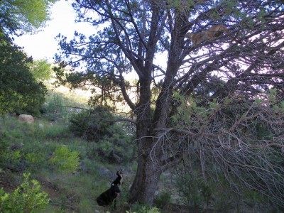 Buddy and Jake on lion sept 10.jpg