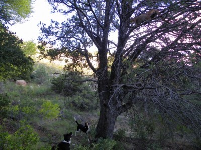 Face off lion and dogs sept 10.jpg