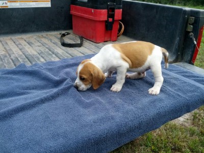 this is the pup i plan on purchasing, except i was wondering if he would get more spots as he got older.