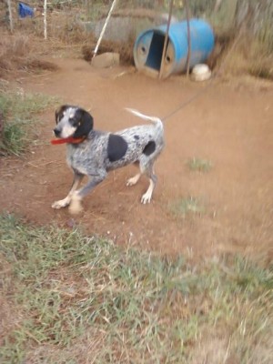 JEZABELL 7 MONTHS OLD.jpg