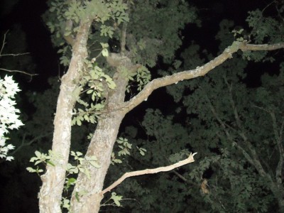 Sal bear from a couple weeks ago