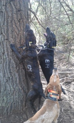 TIGER, SAMPSON AND MY SNOPPY REDTICK
