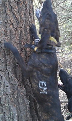 TIGER DOG, TREE DOG DELUXE, 2ND CROSS BROTHER TO SAMPSON