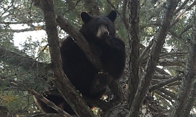 THE BEAR IS SAYING," OH MY GOSH "