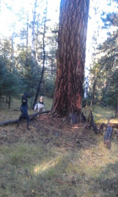 SAMPSON, COOPER, &amp; JR @ THE BASE OF THIS HUGE PONDEROSA PINE