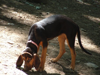 Pink Collar Female - Patsy