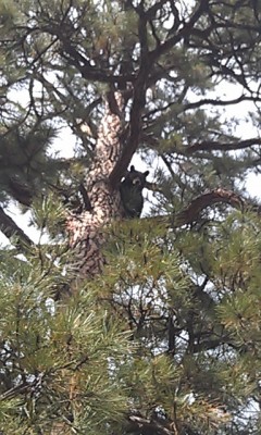 31 MILE ROAD 10/7/2012