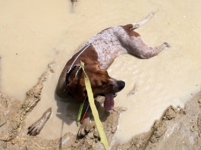 cooling off in a mud puddle
