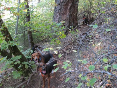 Rooster and mama dogs in front, lynn at tree, reggie to the left.