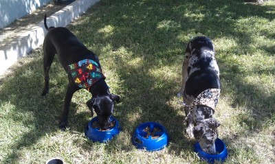 Both Ghost and Kitty