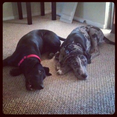 Both Catahoulas