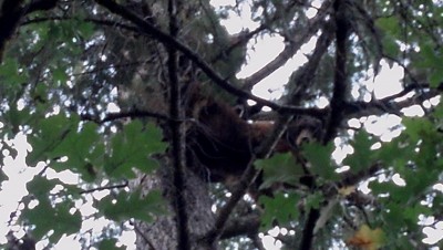 rust1bear3 (Copy).jpg