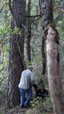 Reggie black collar lynn orange.