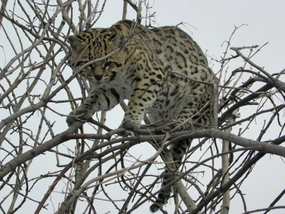 When I first got there he was abit agitated.