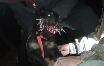 This was one pic of the first hit from the first porcupine