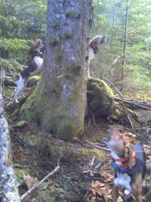 Merry Christmas from my tree to yours.