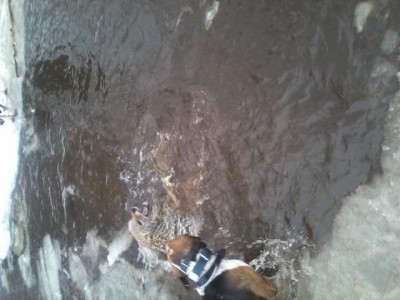 coyote 2 2013 [640x480].jpg