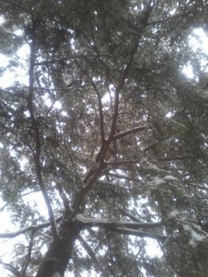 bobcat 1 [640x480].jpg