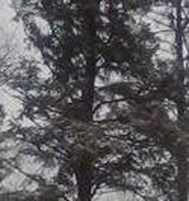 bobcat 10 [640x480].jpg